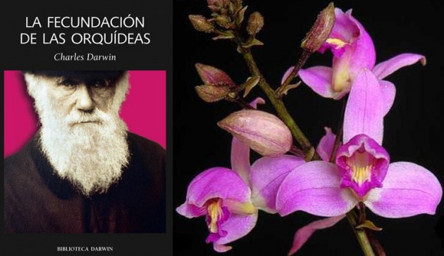 Darwin y las orquídeas – VIVIR ENTRE FLORES